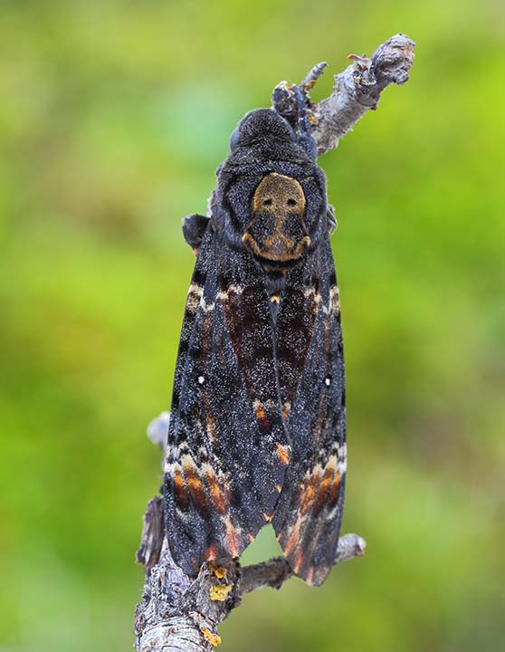 Acherontia atropos