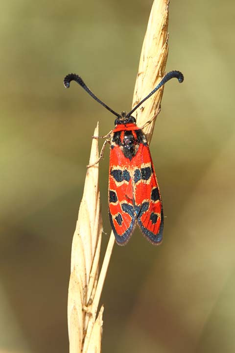 Zygaena fausta