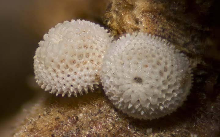 Huevos de Thecla betulae