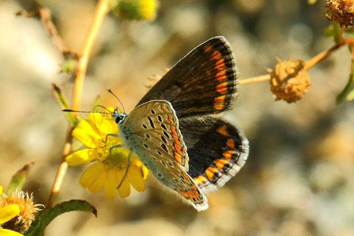 Polyommatus icarus macho