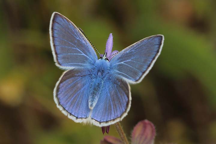 Polyommatus icarus hembra